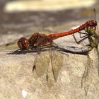 ... Große Heidelibelle (Sympetrum striolatum) ...