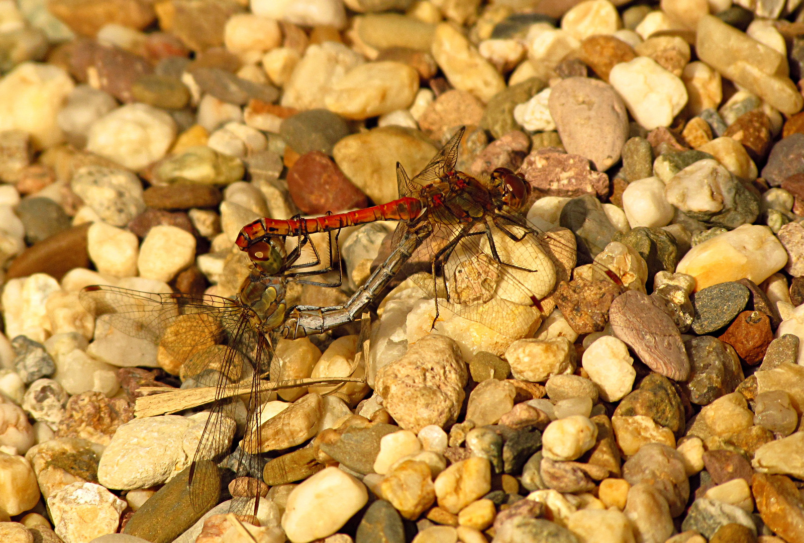 --- Große Heidelibelle (Sympetrum striolatum) ---