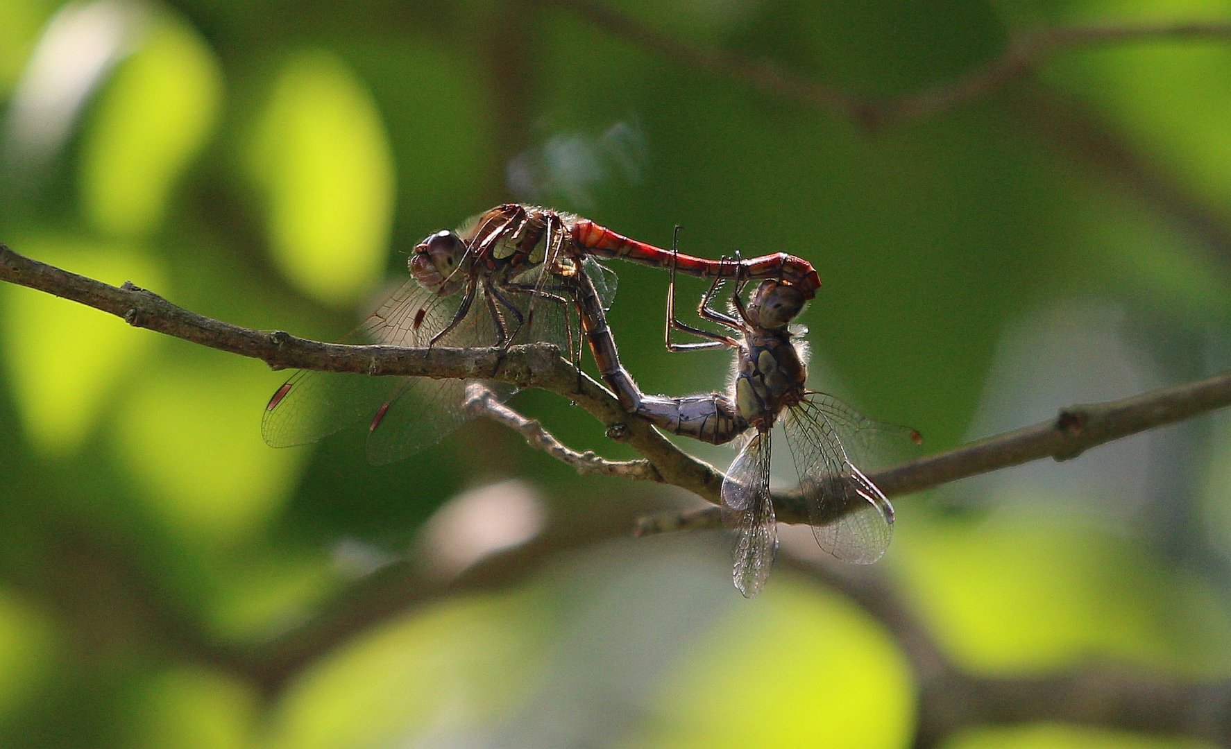 Große Heidelibelle (Sympetrum striolatum)