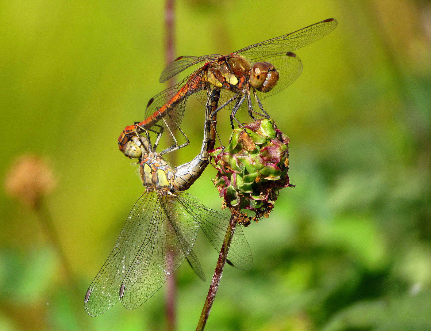 ... Große Heidelibelle (Sympetrum striolatum) ...