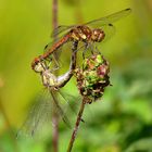 ... Große Heidelibelle (Sympetrum striolatum) ...