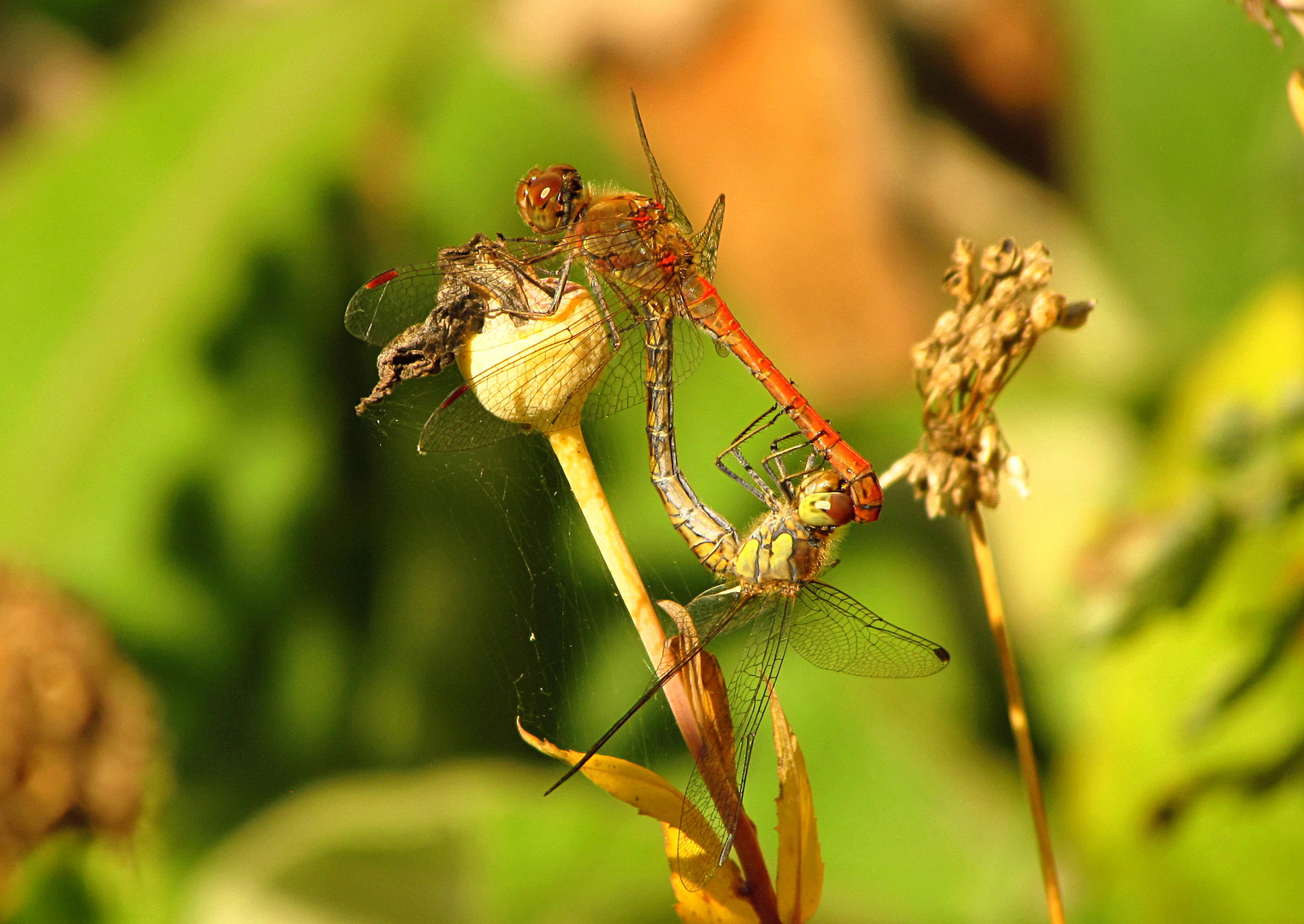 --- Große Heidelibelle (Sympetrum striolatum) ---