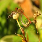 --- Große Heidelibelle (Sympetrum striolatum) ---