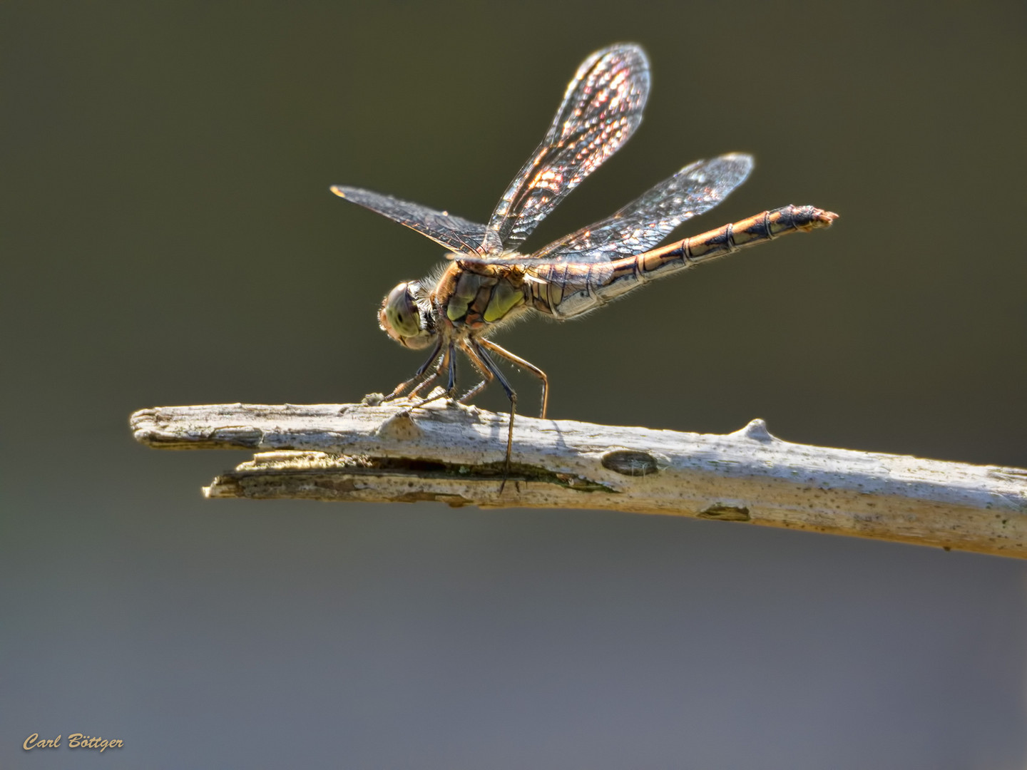 Große Heidelibelle (Sympetrum striolatum)