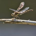 Große Heidelibelle (Sympetrum striolatum)