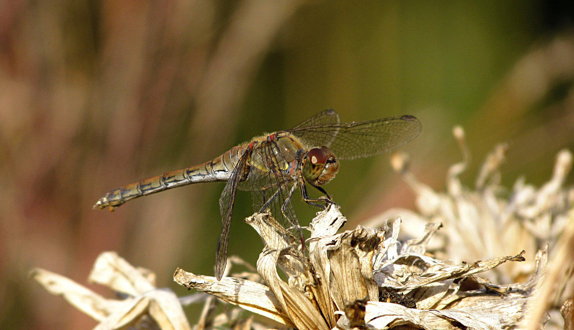 --- Große Heidelibelle (Sympetrum striolatum) --- 