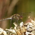 --- Große Heidelibelle (Sympetrum striolatum) --- 