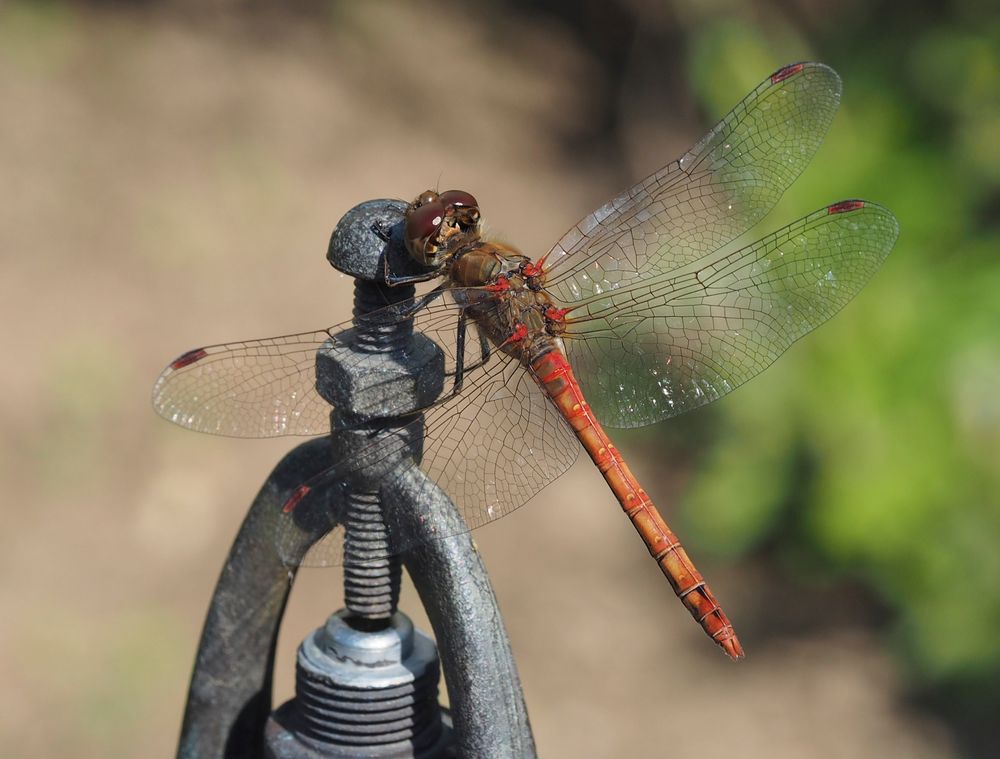 Große Heidelibelle (Sympetrum striolatum)