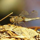 --- Große Heidelibelle (Sympetrum striolatum) ---