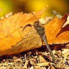 ... Große Heidelibelle (Sympetrum striolatum) ...