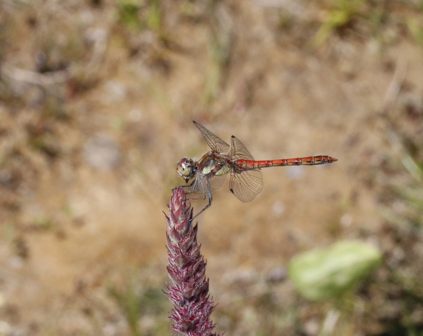 Große Heidelibelle (Sympetrum striolatum) auf Blutweiderich