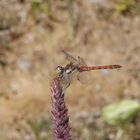 Große Heidelibelle (Sympetrum striolatum) auf Blutweiderich