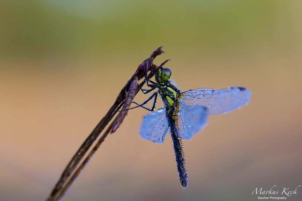 Große Heidelibelle (Sympetrum striolatum)