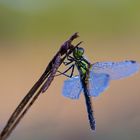 Große Heidelibelle (Sympetrum striolatum)