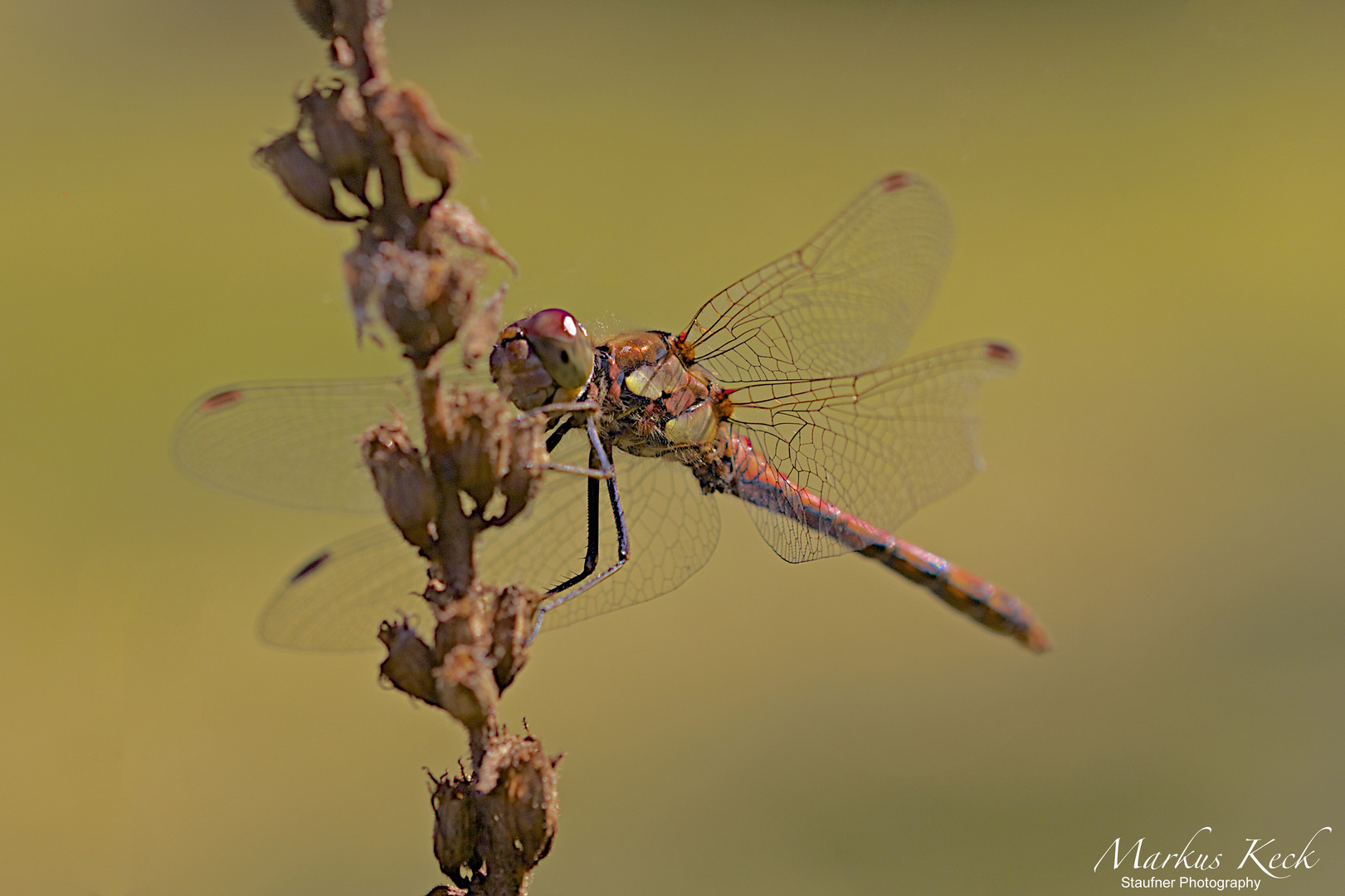 Große Heidelibelle - Sympetrum striolatum