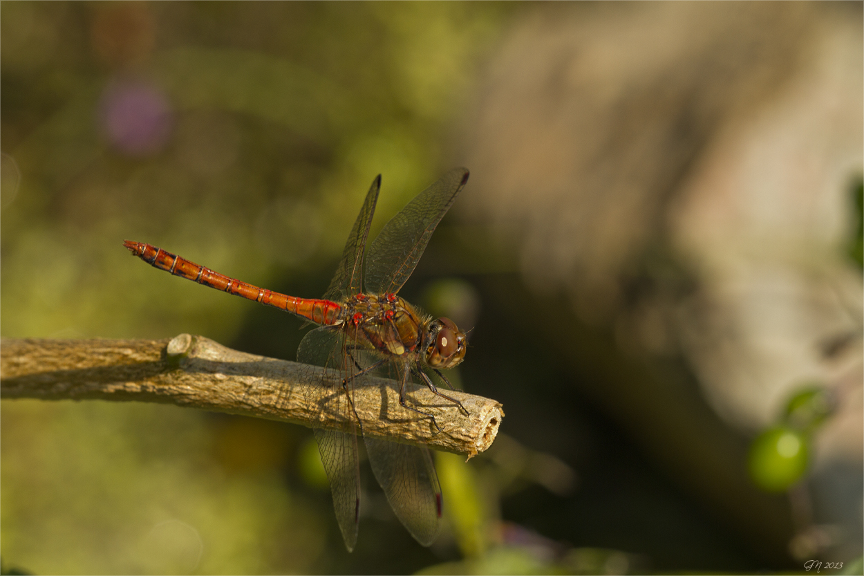 Große Heidelibelle (Sympetrum striolatum)