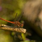 Große Heidelibelle (Sympetrum striolatum)