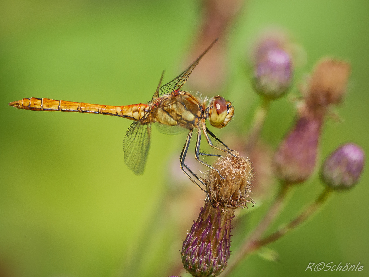 Große Heidelibelle ( Sympetrum striolatum)