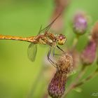 Große Heidelibelle ( Sympetrum striolatum)