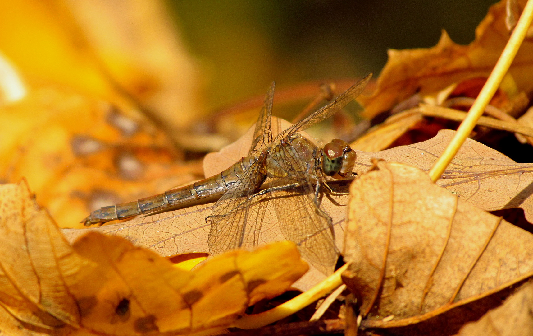 ... Große Heidelibelle (Sympetrum striolatum) ...