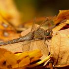 ... Große Heidelibelle (Sympetrum striolatum) ...