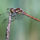 Große Heidelibelle (Sympetrum striolatum)