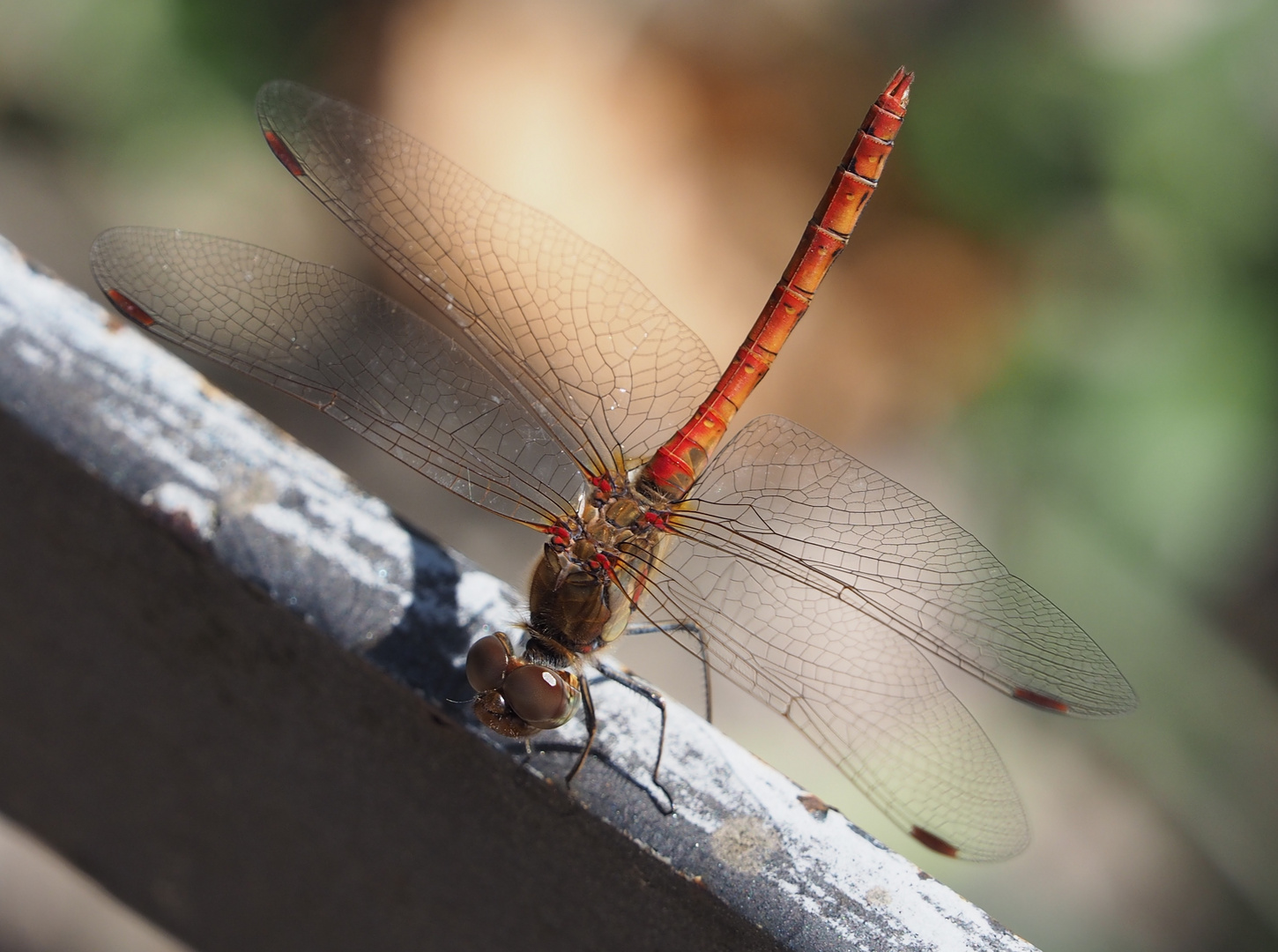 Große Heidelibelle (Sympetrum striolatum)