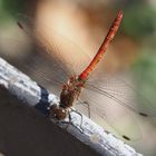 Große Heidelibelle (Sympetrum striolatum)