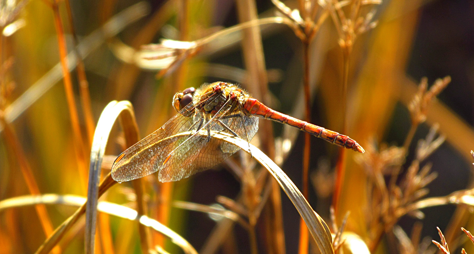 --- Große Heidelibelle (Sympetrum striolatum) --- 