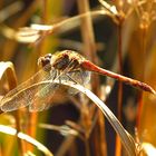 --- Große Heidelibelle (Sympetrum striolatum) --- 