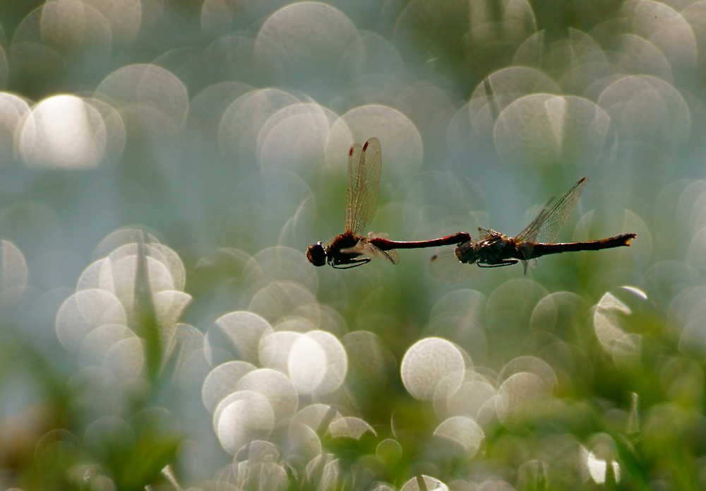 Große Heidelibelle (Sympetrum striolatum) bei der Eiablage 