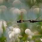 Große Heidelibelle (Sympetrum striolatum) bei der Eiablage 