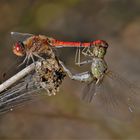 Große Heidelibelle (Sympetrum striolatum)