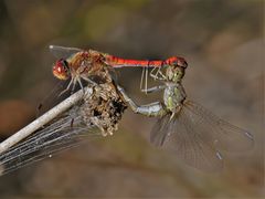 Große Heidelibelle (Sympetrum striolatum)