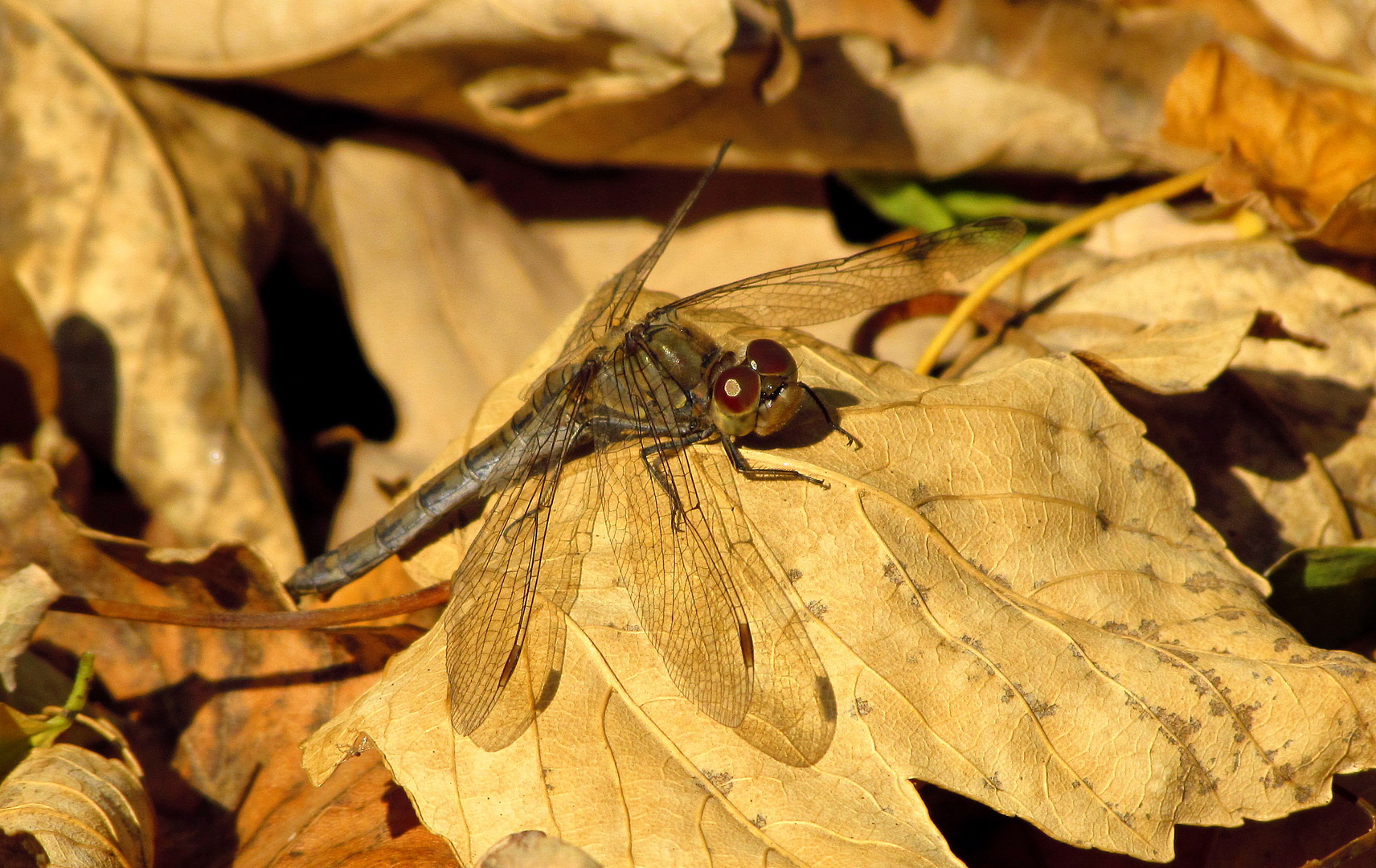 ... Große Heidelibelle (Sympetrum striolatum) ...