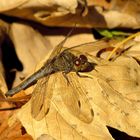 ... Große Heidelibelle (Sympetrum striolatum) ...