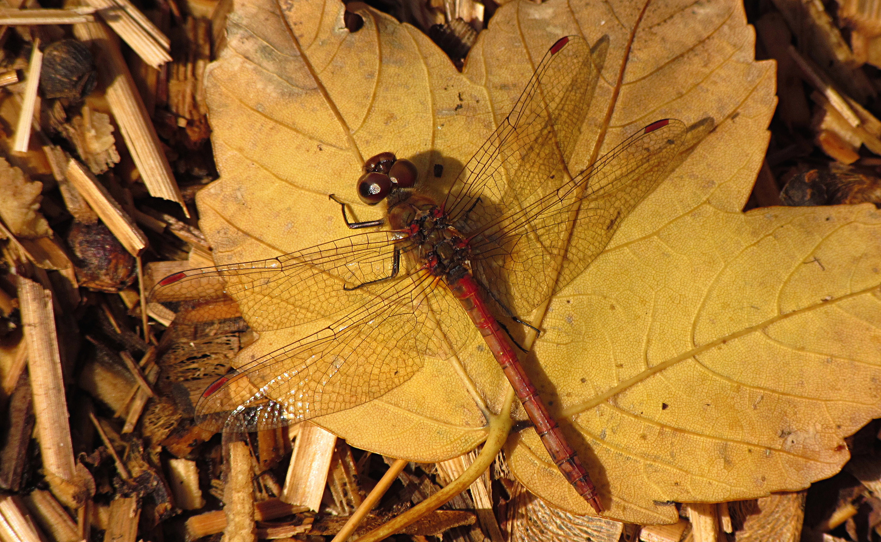 --- Große Heidelibelle (Sympetrum striolatum) ---