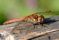 Große Heidelibelle (Sympetrum striolatum)