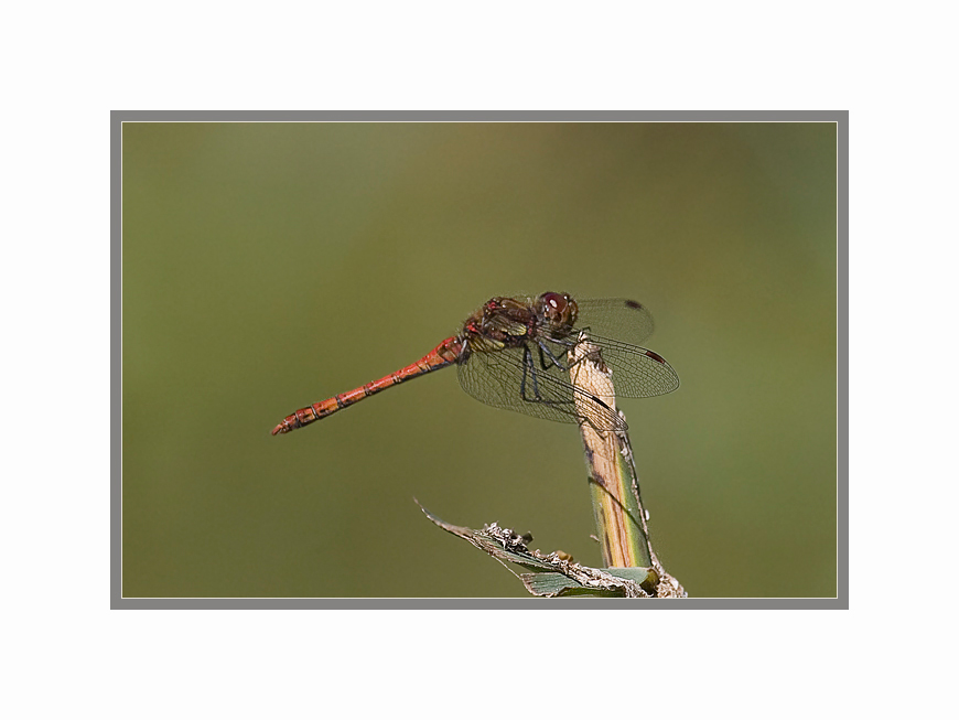 Große Heidelibelle ( Sympetrum striolatum )