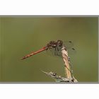 Große Heidelibelle ( Sympetrum striolatum )