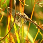 --- Große Heidelibelle (Sympetrum striolatum) ---