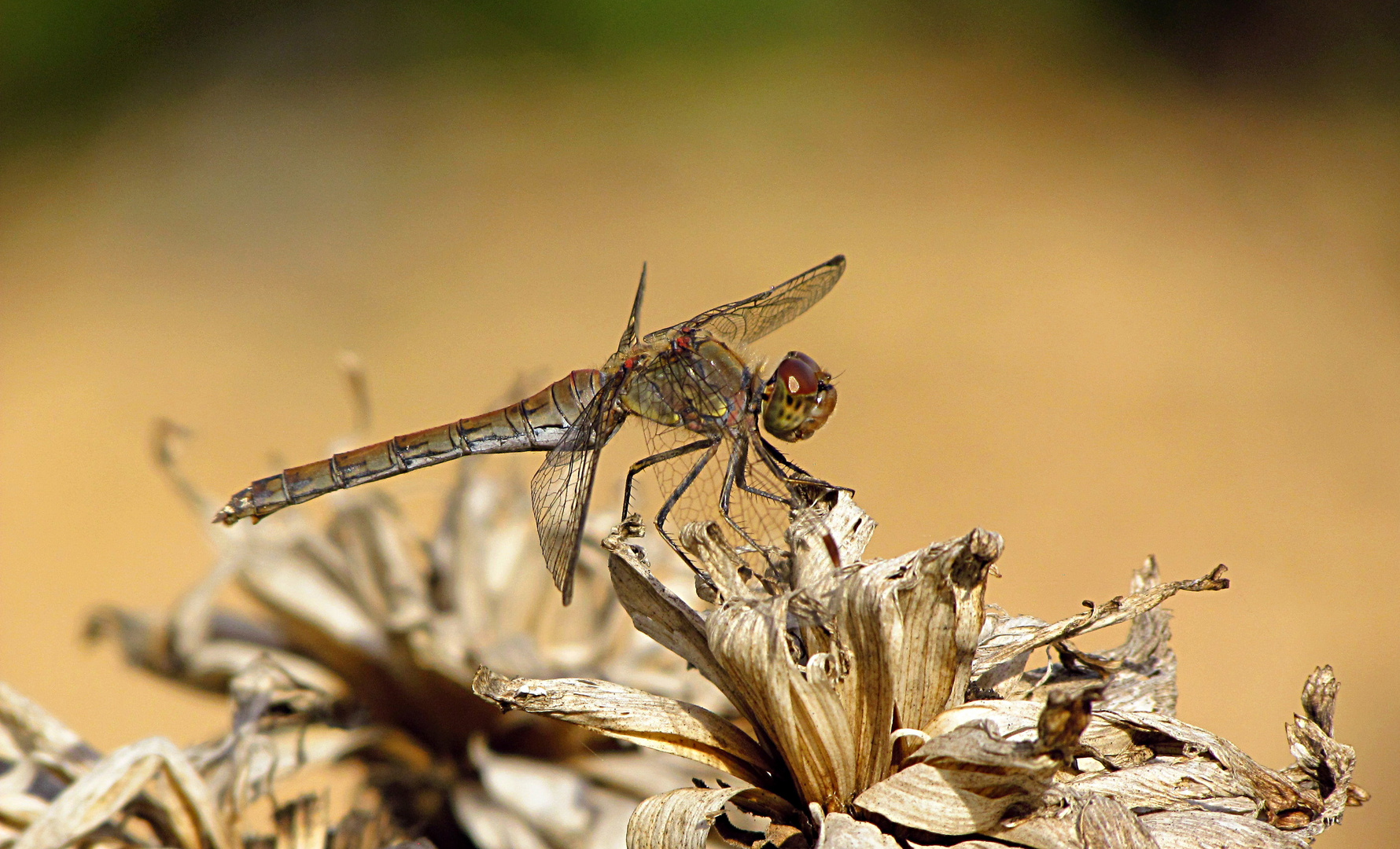 --- Große Heidelibelle (Sympetrum striolatum) --- 