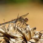 --- Große Heidelibelle (Sympetrum striolatum) --- 