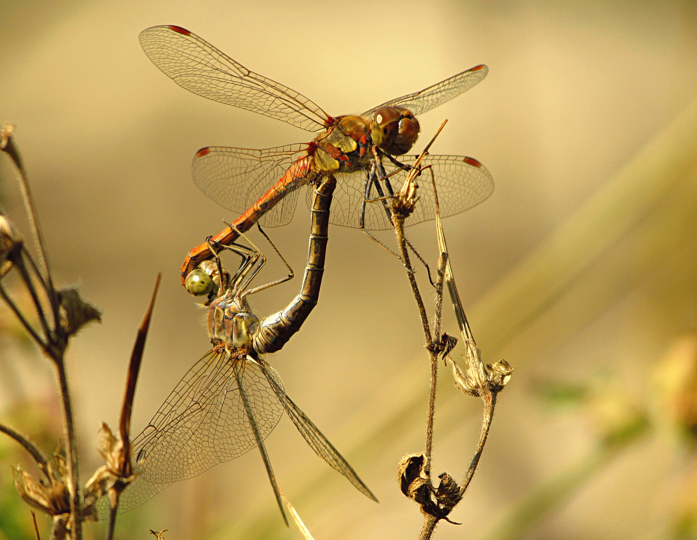 --- Große Heidelibelle (Sympetrum striolatum) ---