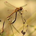 --- Große Heidelibelle (Sympetrum striolatum) ---