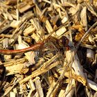 --- Große Heidelibelle (Sympetrum striolatum) ---