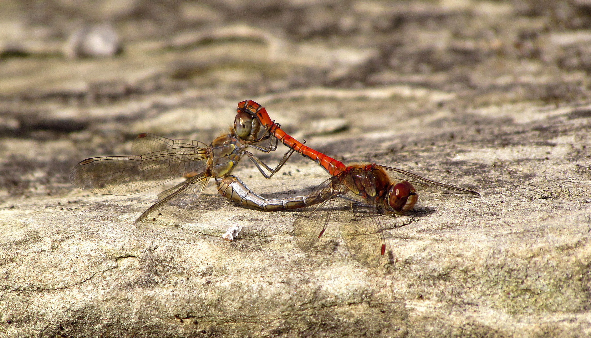 ... Große Heidelibelle (Sympetrum striolatum) ...