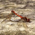 ... Große Heidelibelle (Sympetrum striolatum) ...