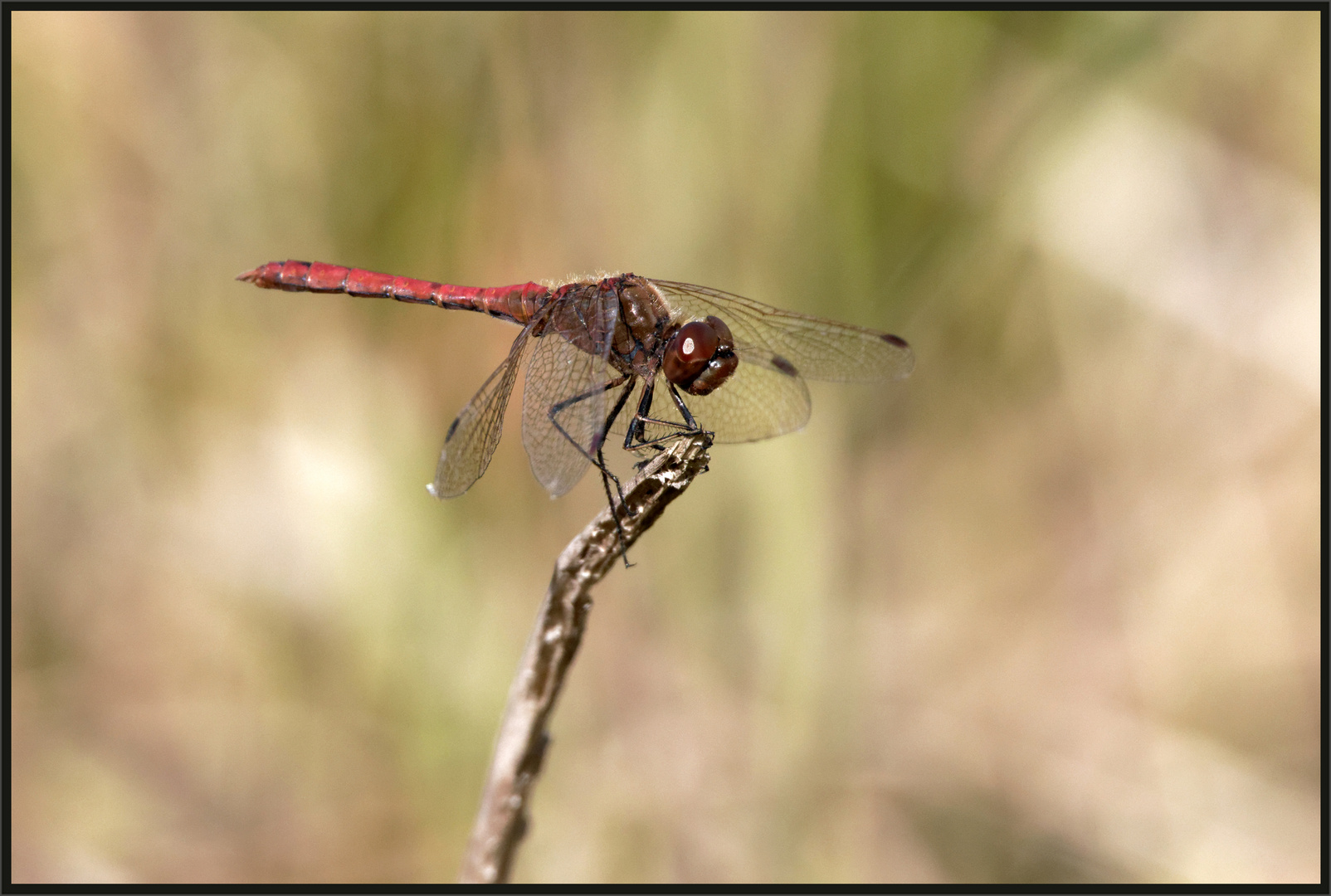 Große Heidelibelle (Sympetrum striolatum)