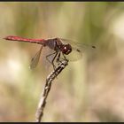 Große Heidelibelle (Sympetrum striolatum)